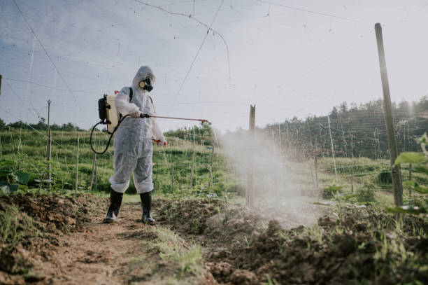 Best Ant Control Services  in Novato, CA