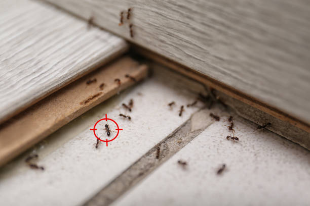 Best Pest Control for Businesses  in Novato, CA