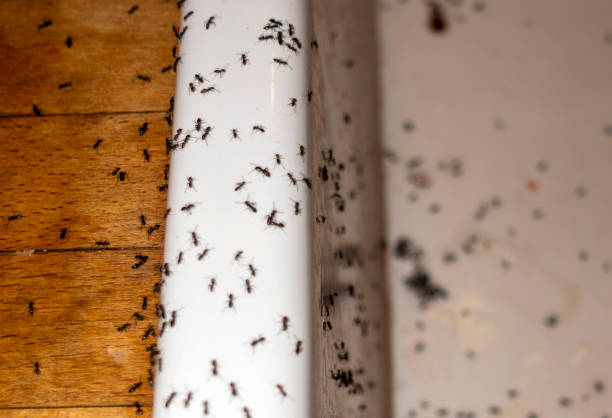 Best Best Pest Control Companies  in Novato, CA