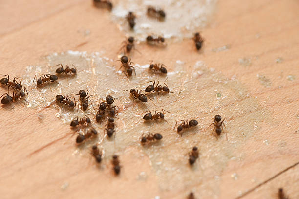 Best Pest Removal Services  in Novato, CA
